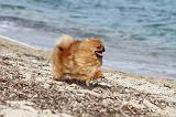 SPITZ ALLEMAND 219